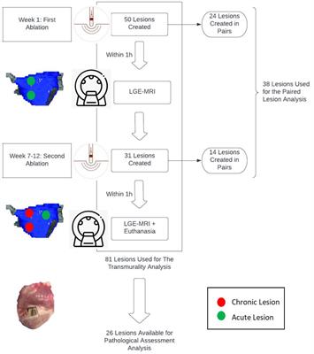 Predictors of Lesions Contiguity and Transmurality in Canine Ventricular Models After Catheter Ablation